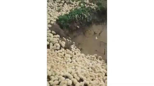 ШОК!!! Срок годности у яиц кончился выбросили, на солнышке яйца вылупились смотреть онлайн