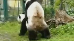 Эти милые панды трахаются тоже так мило!