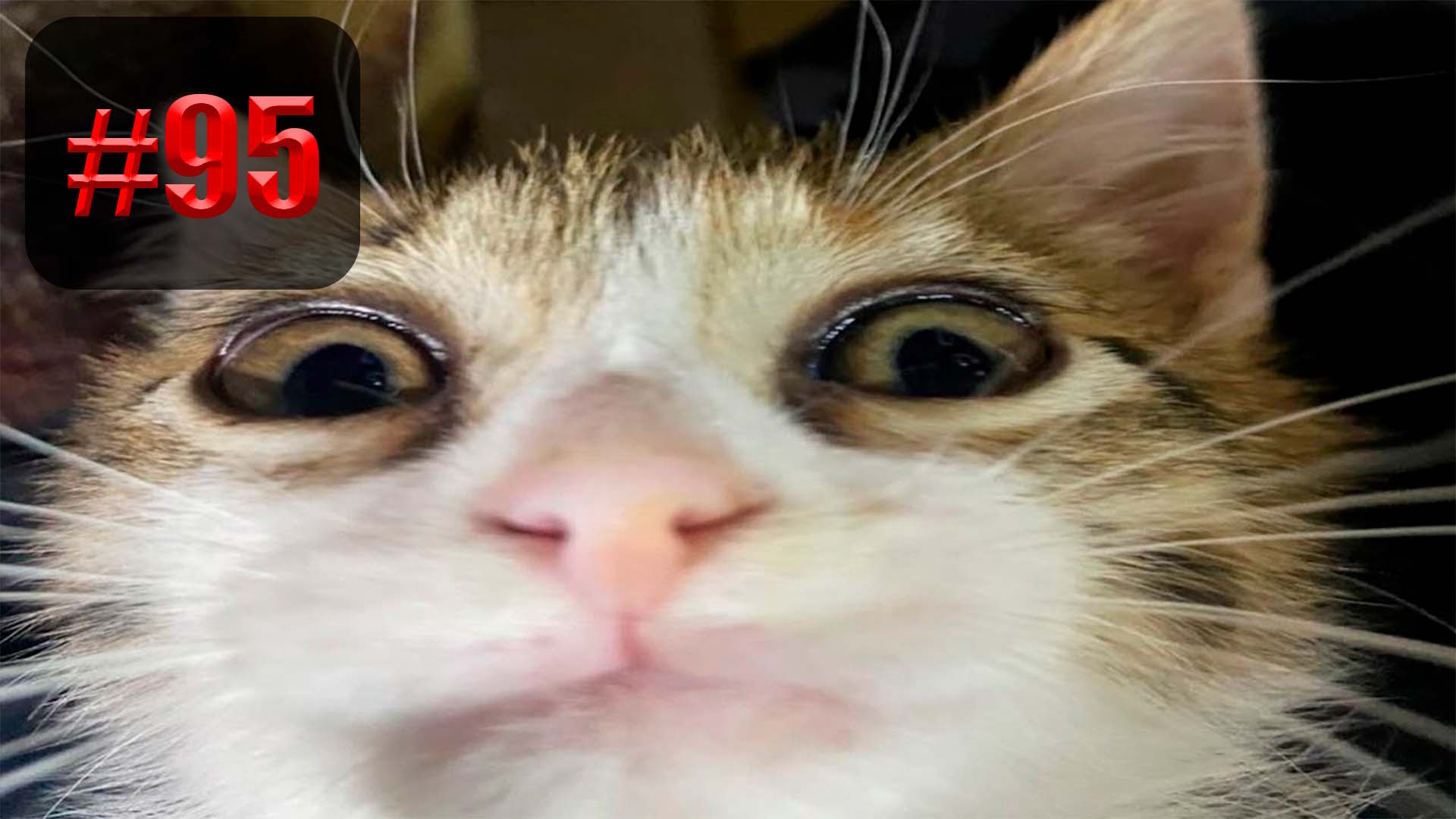 ?? | Best cat compilation приколы лучшие до слез ?? 2022 Funny cute cats compilation #95 смотреть онлайн