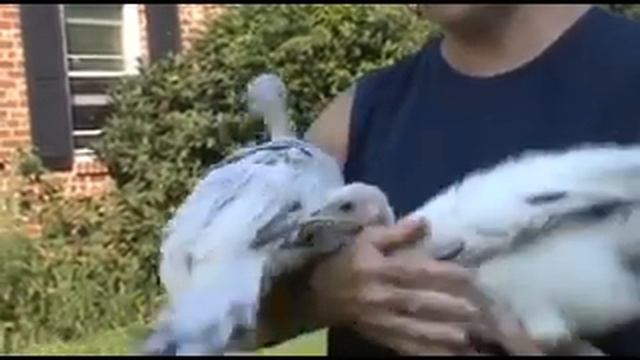 Royal Palm Turkey Poults - So Cute! смотреть онлайн