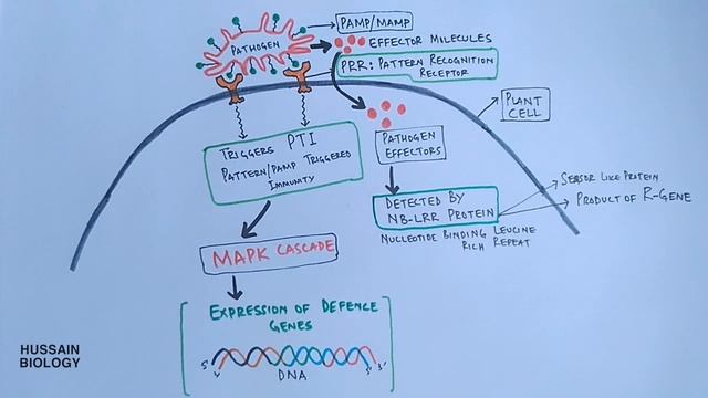 Plant Pathogen Interaction | Signalling смотреть онлайн