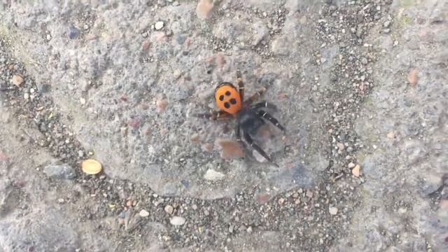 Паук Божья-коровка !!! смотреть онлайн