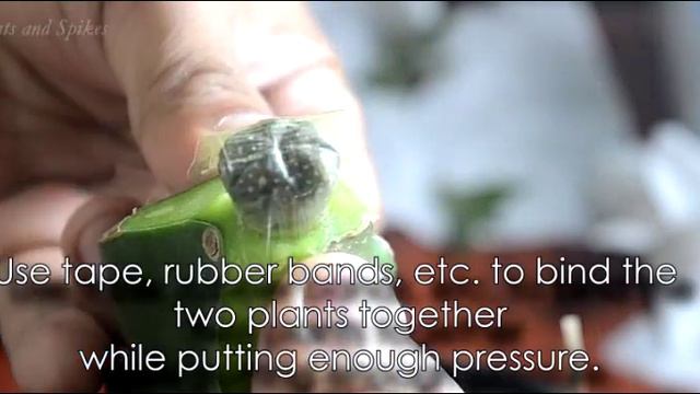EFFECTIVE CACTUS GRAFTING METHOD смотреть онлайн