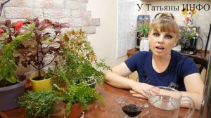 ГУМАТ - ИДЕАЛЬНОЕ УДОБРЕНИЕ ДЛЯ КОМНАТНЫХ ЦВЕТОВ ПО ДОСТУПНОЙ ЦЕНЕ!