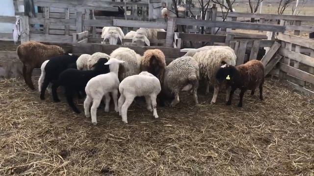 Про ягнят. Еще окот. Зачем нам козы? смотреть онлайн