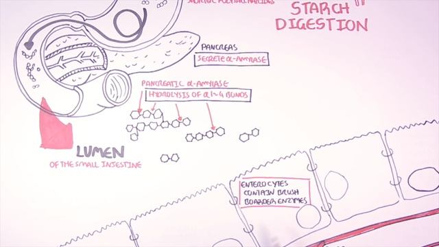 Starch (Carbohydrate) Digestion and Absorption смотреть онлайн