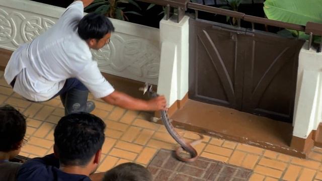 Tayland'da Korkularımla Yüzleşiyorum ,Yılan Çiftliği,Tayland Sokak Lezzetleri,Bangkok Vlog смотреть онлайн