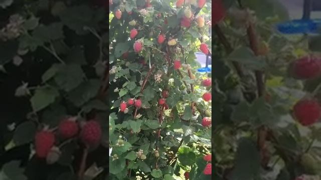 Tayberry Buckingham