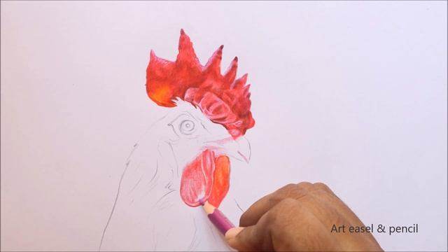 Rooster head drawing in color pencils | Drawing a Cock head | Chicken head drawing смотреть онлайн
