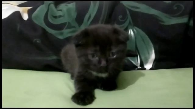 Вислоухий котенок 1 месяц