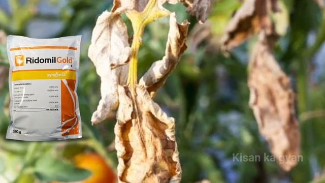 Ridomil Gold Fungicide | Syngenta Ridomil Gold | Ridomil Fungicide | Ridomil Price | Ridomil Dose
