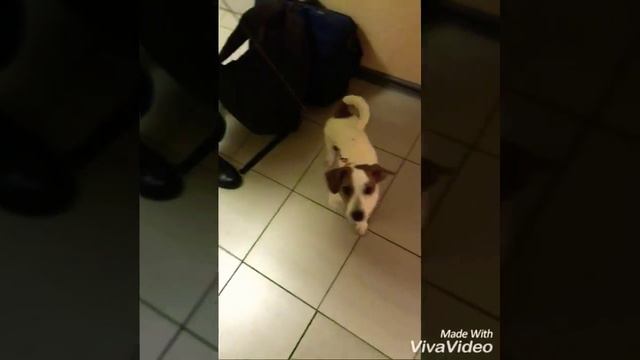 Собака в салоне самолёта смотреть онлайн