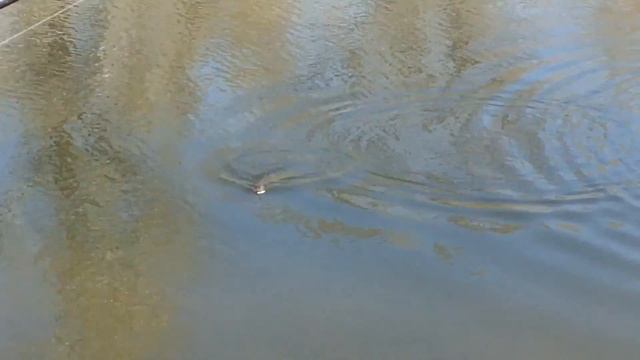 Ловля Щуки, Никольское, Малые водоёмы России смотреть онлайн
