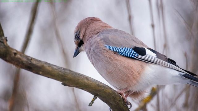 Обзор Canon RF 800mm F11 IS STM (продаю Canon EF 300mm f/4L IS USM) смотреть онлайн