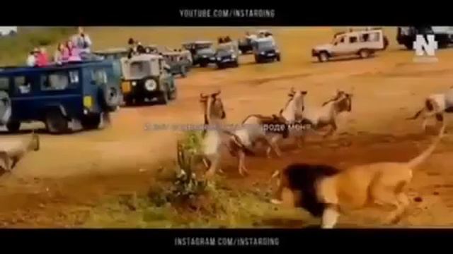 Очень трогательно видео 💯 смотреть онлайн