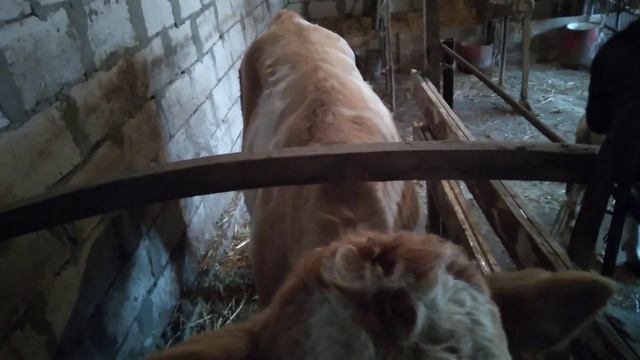 бык на откорме не ест драбленку что делать ?