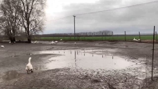 Мыть или не мыть, вот в чём вопрос! смотреть онлайн