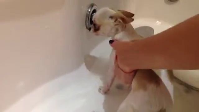 Купаем чихуахуа????? смотреть онлайн