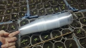 Дренажное отверстие в стаканчике для рассады!  Очень просто!