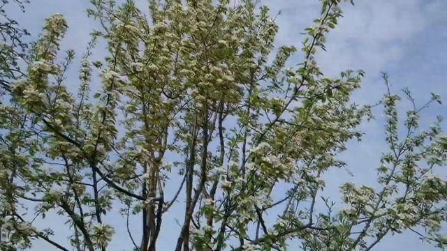 ОБЗОР САДА //ЦВЕТУТ ГРУШИ смотреть онлайн