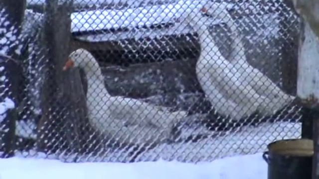 Рождество Христово 07 01 2020 года смотреть онлайн