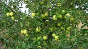 Киля ява бер болыт