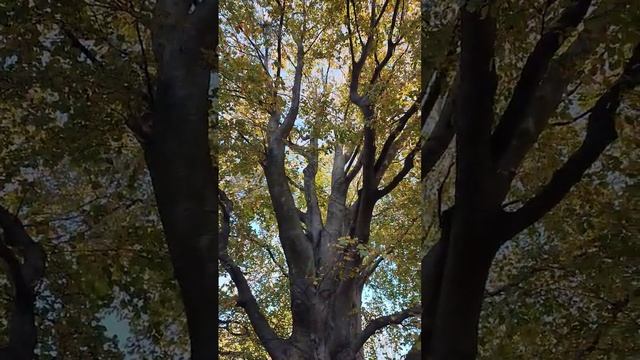 Бук в посëлке Янтарный смотреть онлайн