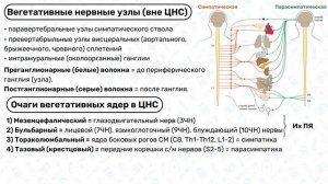 Вегетативная нервная система:  отличия от соматической; симпатическая и парасимпатическая система