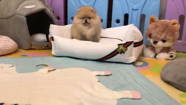 Pomeranian Puppy. Spitz. Померанский шпиц.