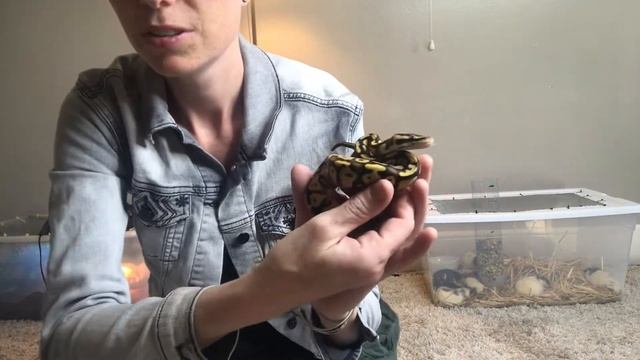 Unboxing Axanthic Ball Python Project! (3 snakes!!) смотреть онлайн