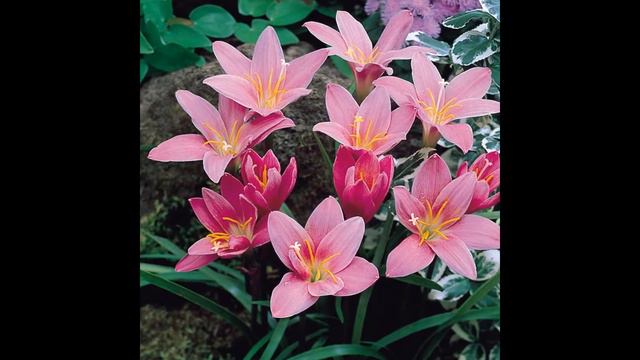 ГАБРАНТУС  (HABRANTHUS)  Cем. Амариллисовые (Amarillidaceae)