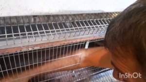 Выбраковка несушек.   Определяем непродуктивных перепёлок.