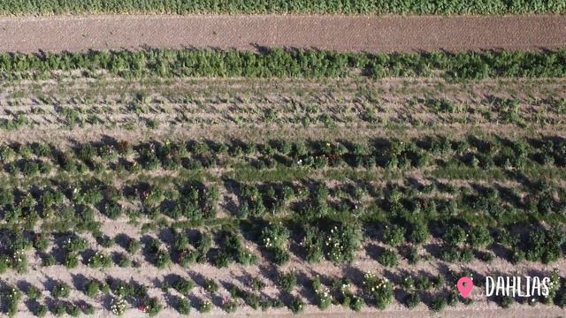 Recoge tus propias flores en un campo de flores cultivadas en Baviera, Alemania 😎😎🌱💐🌾🌺🌸🌻 смотреть онлайн