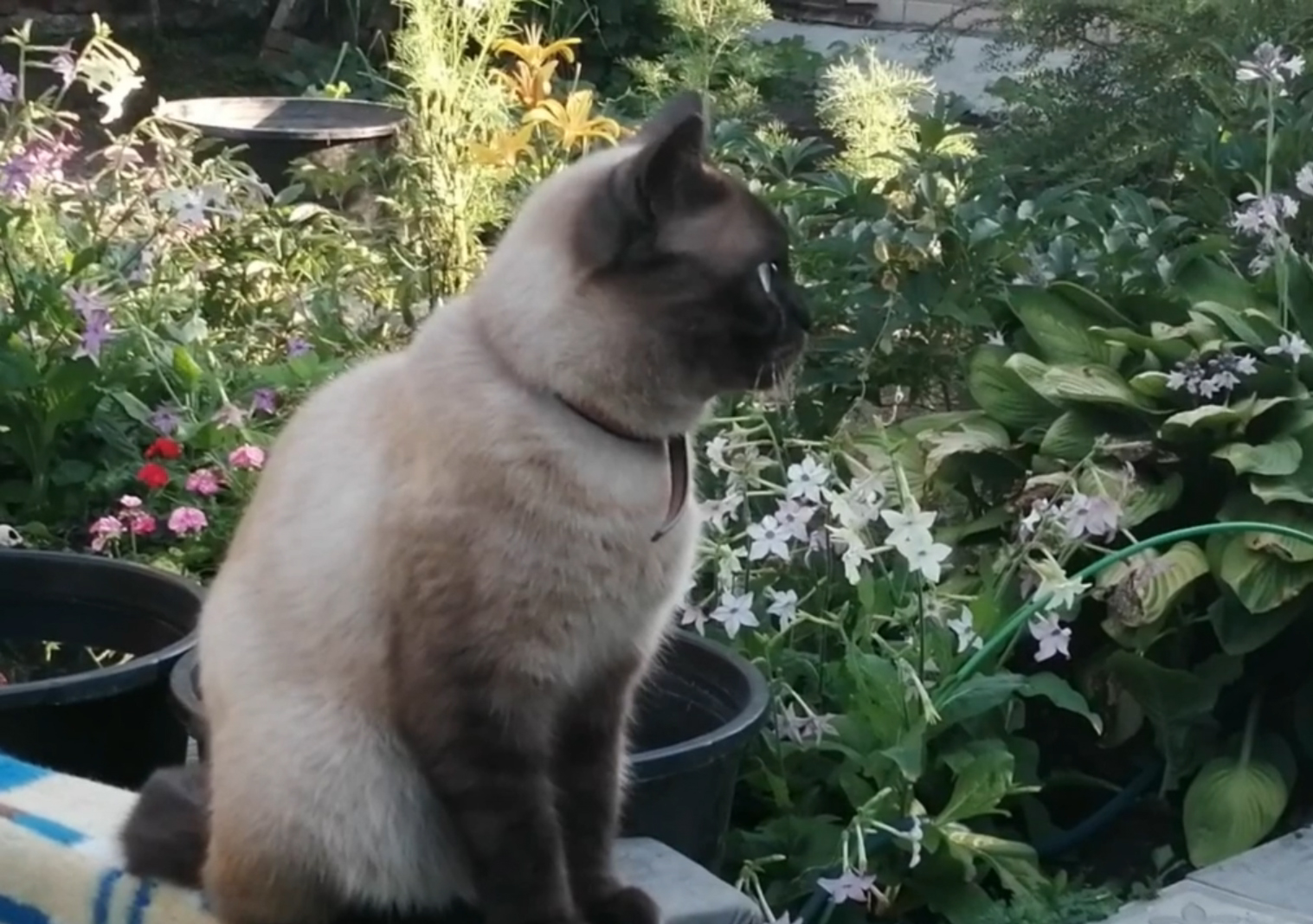 На закате лета...