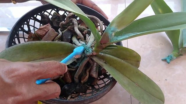How to Propagate Phalaenopsis plant | Rose Orchids | Chittattukara смотреть онлайн