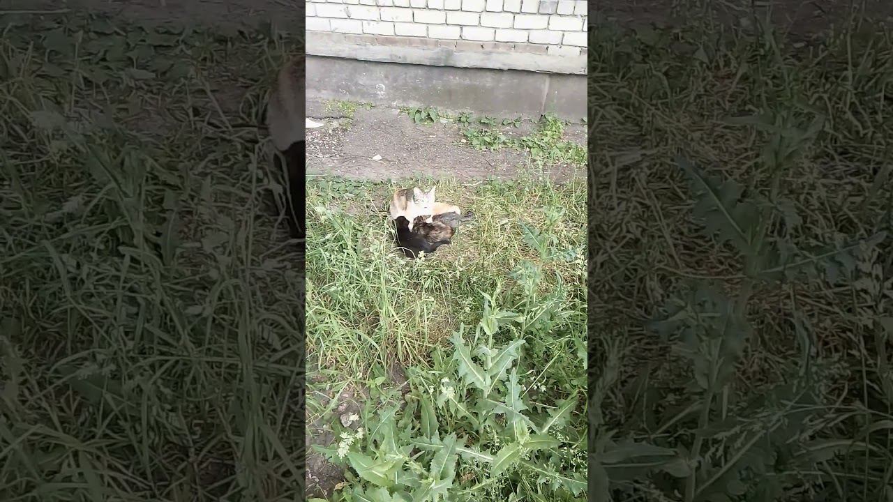 Мама кошка #cat #котята смотреть онлайн