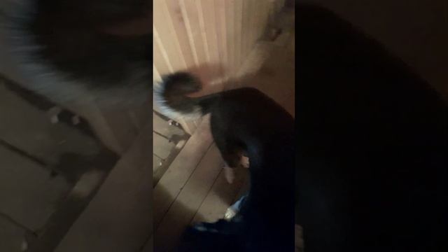 банька ,как смог))) главное работает! смотреть онлайн