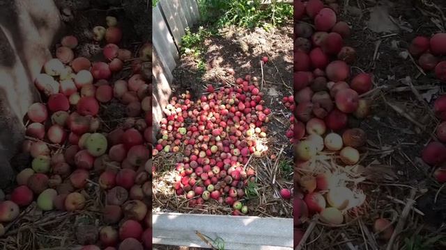 А вы делаете компостную кучу ? #компост #трава #сорняк #огород смотреть онлайн