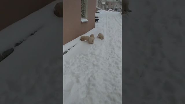 13 декабря 2022 г.