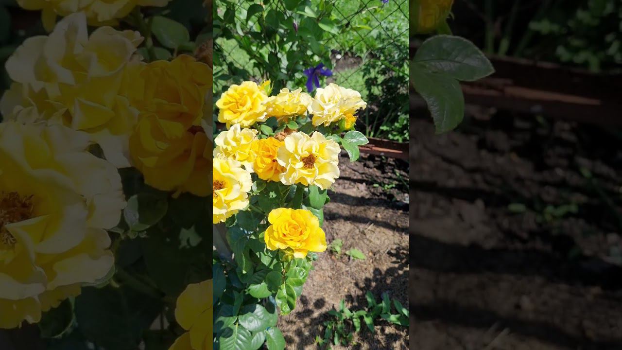 Желтые розы Дукат было 4 шт, из зимы в #2023 вышли только 2 шт. #розы #цветы #букетроз #красота