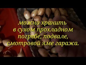 Как сохранить лук севок  до посадки?