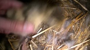 #2 Содержание подсадных уток. Рождения утят...