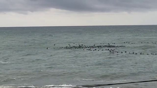 Утки летят на Юг. смотреть онлайн