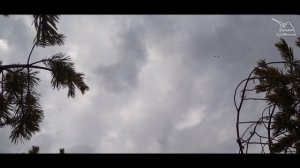 Варяги архангельских болот