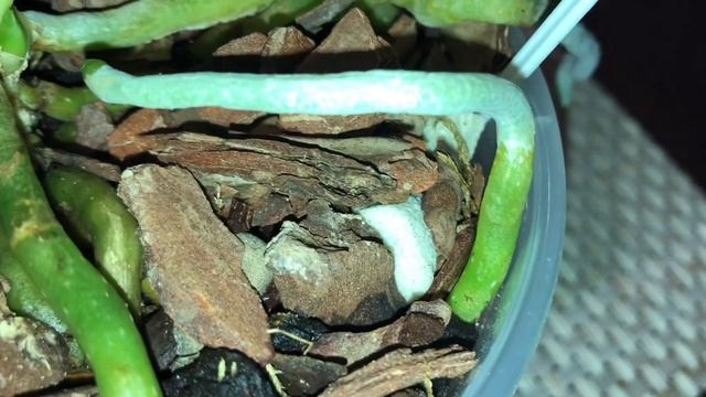 Как убрать солевой ожог от жесткой воды на корнях орхидеи?! Расцвёл Oncidium ´Tiny twinkleTw. Jasmi смотреть онлайн