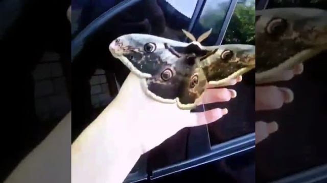 Самая большая ночная бабочка России и Европы смотреть онлайн