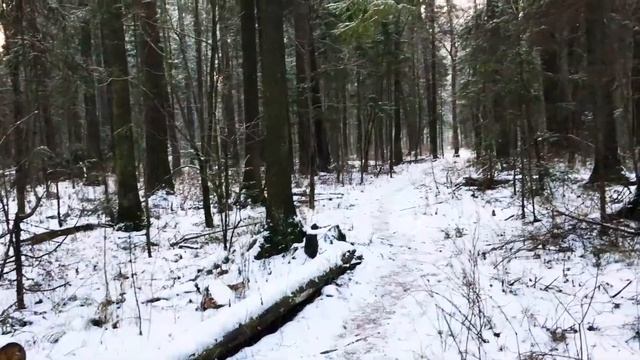 Зимний лес | фото на Nikon d7000 смотреть онлайн