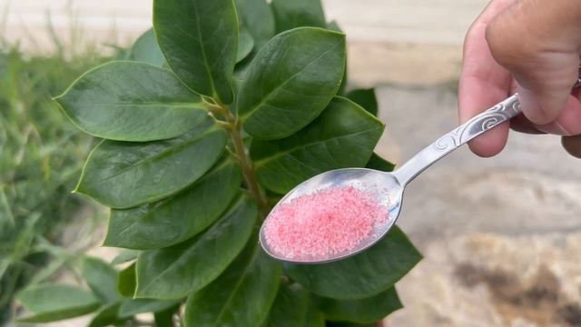 Срочно Осенью! Разбудите ЗАМИОКУЛЬКАС и Он БЕШЕНО Пойдет в РОСТ! 2 СУПЕР Подкормки для Замиокулькас смотреть онлайн