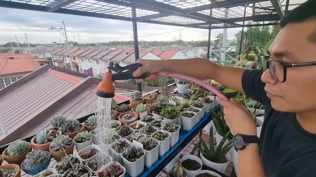RELAXING MAG-DILIG SA GANITONG SETUP - Buhay Probinsya - Watering My Succulent Collection - AMSR смотреть онлайн