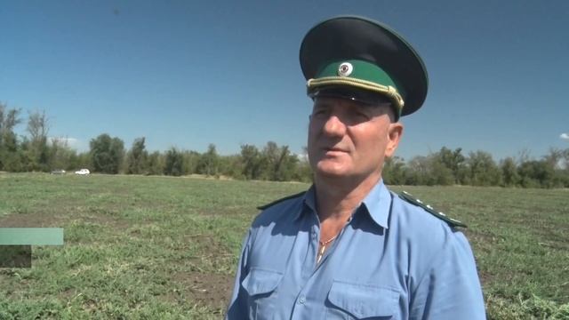 Гибель поля бахчевых культур смотреть онлайн